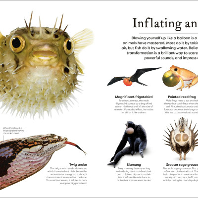 Sách ngoại văn: Weird And Wonderful Nature -Tales Of More Than 100 Unique Animals, Plants, And Phenomena