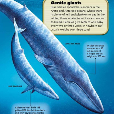 My Best Book Of Whales And Dolphins