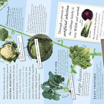 All About Evolution (Big Questions)