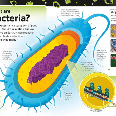 Sách ngoại văn: The Bacteria Book (New Edition)