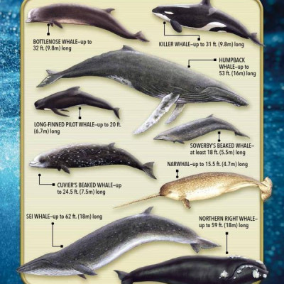 My Best Book Of Whales And Dolphins