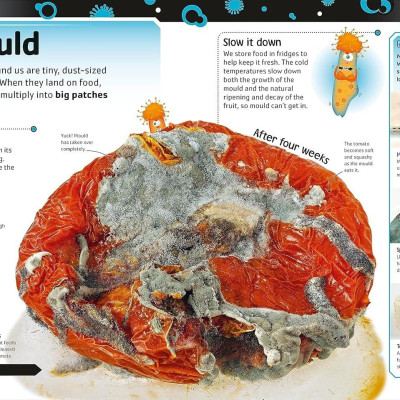 Sách ngoại văn: The Bacteria Book (New Edition)