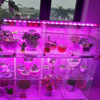 Combo 5 Bộ Đèn LED Trồng Hoa Lan trong nhà với diện tích nhiều. Đèn có ánh sáng quang phổ màu tím hồng nên giúp cây, hoa và rau phát triển nhanh hơn 