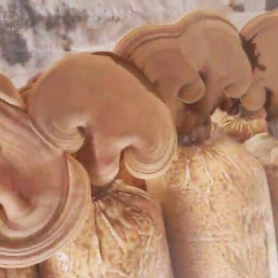 Trồng Nấm Linh Chi Trong Nhà bằng Đèn Quang Hợp Smart Light dài 1.2m giúp cây nấm phát triển tốt và rút ngắn thời gian thu hoạch nấm 