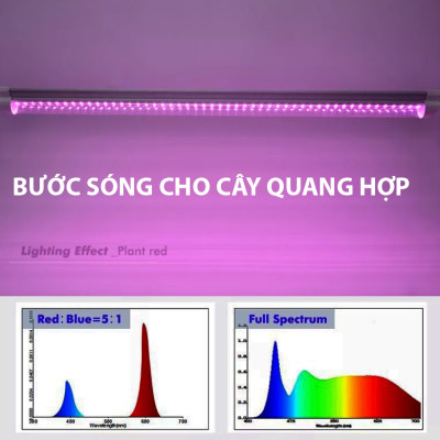 Trồng Nấm Linh Chi Trong Nhà bằng Đèn Quang Hợp Smart Light dài 1.2m giúp cây nấm phát triển tốt và rút ngắn thời gian thu hoạch nấm 