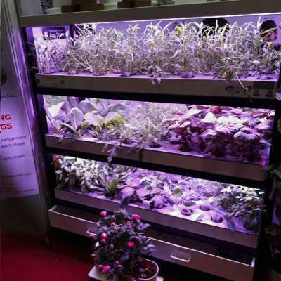 Combo 5 Bộ Đèn LED Trồng Hoa Lan trong nhà với diện tích nhiều. Đèn có ánh sáng quang phổ màu tím hồng nên giúp cây, hoa và rau phát triển nhanh hơn 