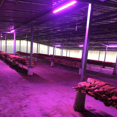 Trồng Nấm Linh Chi Trong Nhà bằng Đèn Quang Hợp Smart Light dài 1.2m giúp cây nấm phát triển tốt và rút ngắn thời gian thu hoạch nấm 