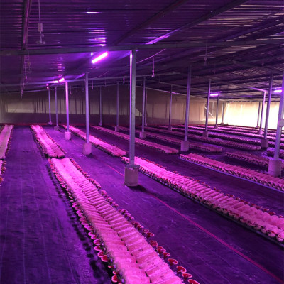 Trồng Nấm Linh Chi Trong Nhà bằng Đèn Quang Hợp Smart Light dài 1.2m giúp cây nấm phát triển tốt và rút ngắn thời gian thu hoạch nấm 