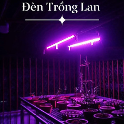 Đèn Trồng Lan Trong Nhà Led Grow Light giúp hoa lan phát triển tốt và "chống lạnh cho lan" vào mùa đông (Led Dài 1.2M màu tím hồng)