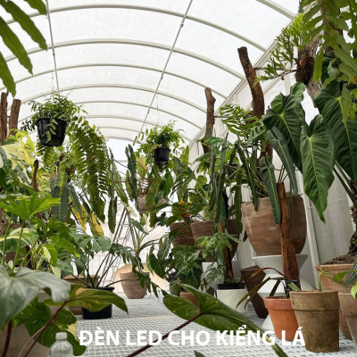 Đèn Trồng Cây Trong Nhà - Đèn Nông Nghiệp 45W tạo ánh sáng "giả lập mặt trời" giúp cây trong nhà phát triển nhanh, hạn chế sâu bệnh và trang trí cảnh quan