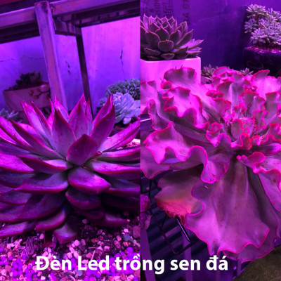 Combo 5 Bộ Đèn LED Trồng Hoa Lan trong nhà với diện tích nhiều. Đèn có ánh sáng quang phổ màu tím hồng nên giúp cây, hoa và rau phát triển nhanh hơn 