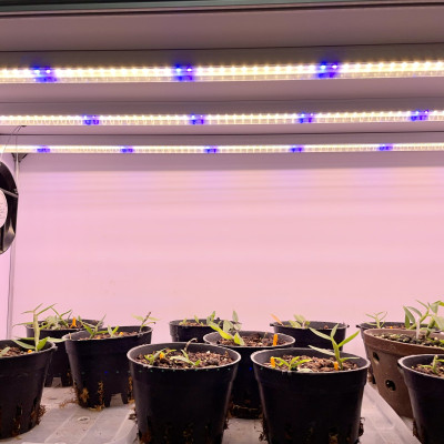 Đèn LED Trồng Cây, Đèn LED Trồng Rau Trong Nhà