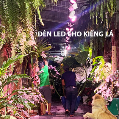 Đèn Trồng Cây Trong Nhà - Đèn Nông Nghiệp 45W tạo ánh sáng "giả lập mặt trời" giúp cây trong nhà phát triển nhanh, hạn chế sâu bệnh và trang trí cảnh quan