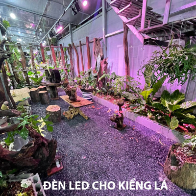 Đèn Trồng Cây Trong Nhà - Đèn Nông Nghiệp 45W tạo ánh sáng "giả lập mặt trời" giúp cây trong nhà phát triển nhanh, hạn chế sâu bệnh và trang trí cảnh quan