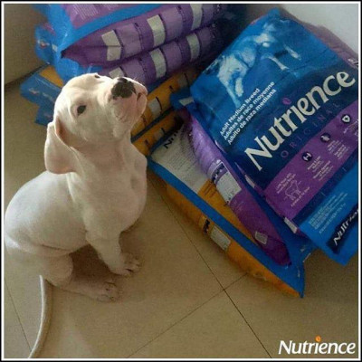 Nutrience Original Thức Ăn Cho Chó Có Kích Thước Trung Bình, Lớn - Thịt Cừu, Rau Củ & Trái Cây Tự Nhiên
