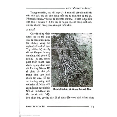 Sách - Cách Trồng Cây Dẻ Ăn Hạt - NXB Nông Nghiệp