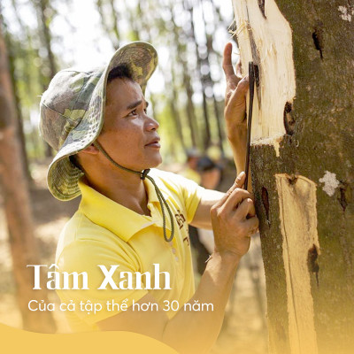 Trầm Hương Khoanh 4 Giờ – Hộp Vàng 18 Miếng | Bảo Trầm | Thơm Sâu Tự Nhiên, Không Hóa Chất