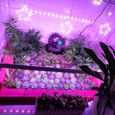 Combo 5 Bộ Đèn LED Trồng Hoa Lan trong nhà với diện tích nhiều. Đèn có ánh sáng quang phổ màu tím hồng nên giúp cây, hoa và rau phát triển nhanh hơn 
