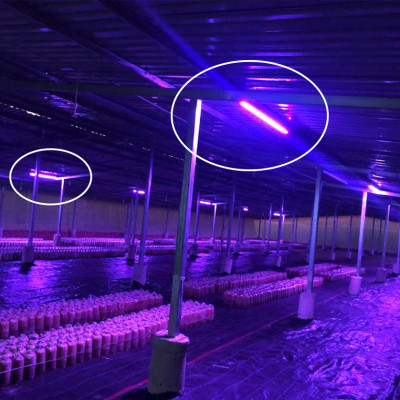 Trồng Nấm Linh Chi Trong Nhà bằng Đèn Quang Hợp Smart Light dài 1.2m giúp cây nấm phát triển tốt và rút ngắn thời gian thu hoạch nấm 