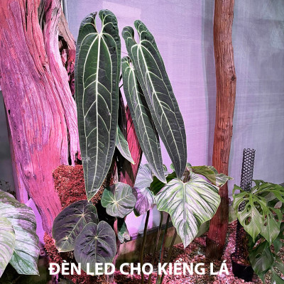 Đèn Trồng Cây Trong Nhà - Đèn Nông Nghiệp 45W tạo ánh sáng "giả lập mặt trời" giúp cây trong nhà phát triển nhanh, hạn chế sâu bệnh và trang trí cảnh quan