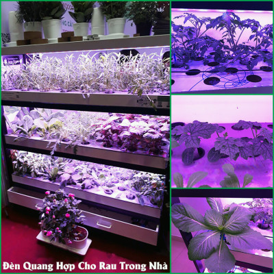 Combo 5 Bộ Đèn LED Trồng Hoa Lan trong nhà với diện tích nhiều. Đèn có ánh sáng quang phổ màu tím hồng nên giúp cây, hoa và rau phát triển nhanh hơn 