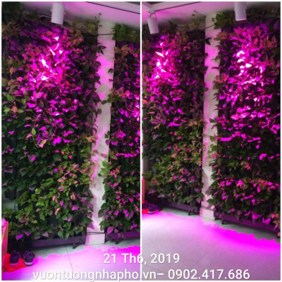 Đèn Quang Hợp Trồng Cây Trong Nhà Green Smart Light 30W (đèn dài 1.2 mét) được ứng dụng rộng rãi như trồng rau sạch tại nhà, trồng cây cảnh trong nhà, cây văn phòng, trồng rau thủy canh, các mô hình nuôi cây mô và cây con 