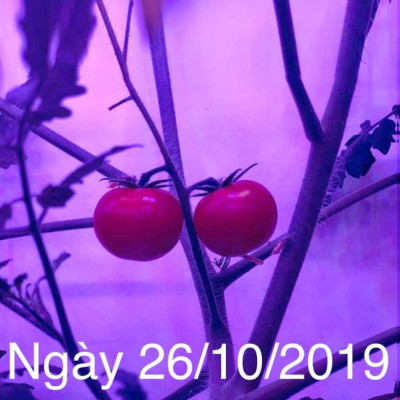 Combo 5 Bộ Đèn LED Trồng Hoa Lan trong nhà với diện tích nhiều. Đèn có ánh sáng quang phổ màu tím hồng nên giúp cây, hoa và rau phát triển nhanh hơn 