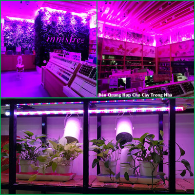 Đèn Quang Hợp Trồng Cây Trong Nhà Green Smart Light 30W (đèn dài 1.2 mét) được ứng dụng rộng rãi như trồng rau sạch tại nhà, trồng cây cảnh trong nhà, cây văn phòng, trồng rau thủy canh, các mô hình nuôi cây mô và cây con 