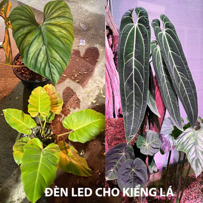 Đèn Trồng Cây Trong Nhà - Đèn Nông Nghiệp 45W tạo ánh sáng "giả lập mặt trời" giúp cây trong nhà phát triển nhanh, hạn chế sâu bệnh và trang trí cảnh quan