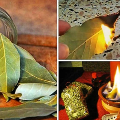 Lá nguyệt quế xông thơm nhà cửa chiêu tài lộc