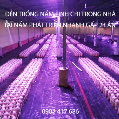 Trồng Nấm Linh Chi Trong Nhà bằng Đèn Quang Hợp Smart Light dài 1.2m giúp cây nấm phát triển tốt và rút ngắn thời gian thu hoạch nấm 