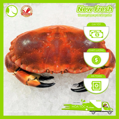 [GIAO NHANH HCM] Cua Nâu Nauy Siêu Gạch Đông Lạnh - 1 Con 500Gr