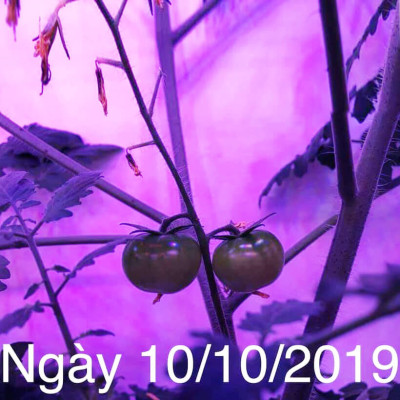 Combo 5 Bộ Đèn LED Trồng Hoa Lan trong nhà với diện tích nhiều. Đèn có ánh sáng quang phổ màu tím hồng nên giúp cây, hoa và rau phát triển nhanh hơn 