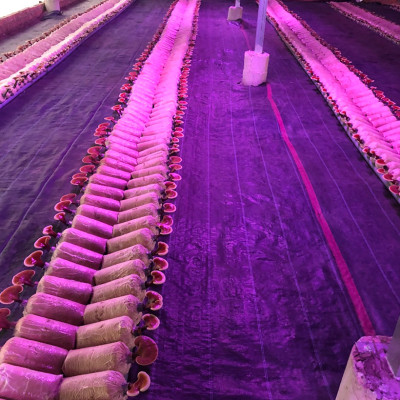 Trồng Nấm Linh Chi Trong Nhà bằng Đèn Quang Hợp Smart Light dài 1.2m giúp cây nấm phát triển tốt và rút ngắn thời gian thu hoạch nấm 