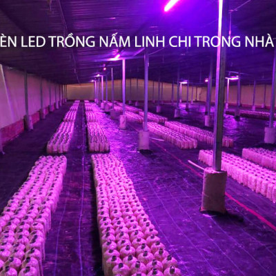 Trồng Nấm Linh Chi Trong Nhà bằng Đèn Quang Hợp Smart Light dài 1.2m giúp cây nấm phát triển tốt và rút ngắn thời gian thu hoạch nấm 