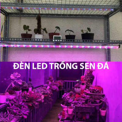 Combo 5 Bộ Đèn LED Trồng Hoa Lan trong nhà với diện tích nhiều. Đèn có ánh sáng quang phổ màu tím hồng nên giúp cây, hoa và rau phát triển nhanh hơn 