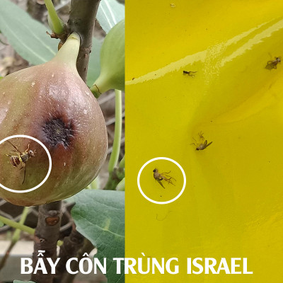 25 Miếng Bẫy Ruồi Vàng, Bẫy Côn Trùng gây hại rau sạch và cây ăn trái tại nhà nhập khẩu Israel Sticky Yellow Roll