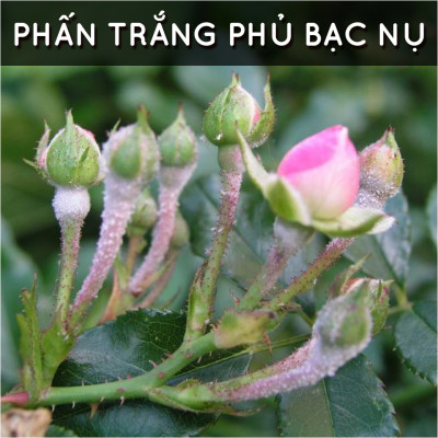 Dầu neem hữu cơ DOCNEEM, chai 50ml, phòng trị sâu bệnh hoa hồng, phong lan, cây cảnh, dầu neem oil nguyên chất ép lạnh 