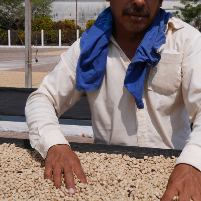 Cà Phê Hảo Hạng (Specialty Coffee) Tinh Khiết Không Tẩm Không Độn Thương Hiệu Quốc Tế 1864 CAFÉ EL BORBOLLÓN Nguyên Hạt Khối Lượng Tịnh 220g – 1864 CAFÉ