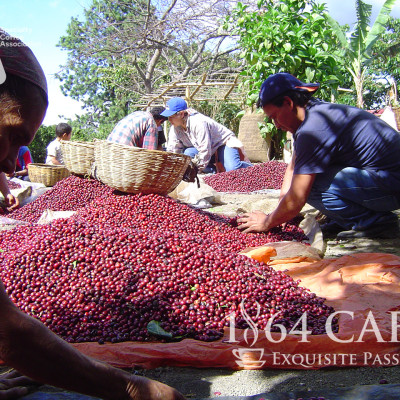 Cà Phê Hảo Hạng (Specialty Coffee) Tinh Khiết Không Tẩm Không Độn Thương Hiệu Quốc Tế 1864 CAFÉ EL BORBOLLÓN Nguyên Hạt Khối Lượng Tịnh 220g – 1864 CAFÉ