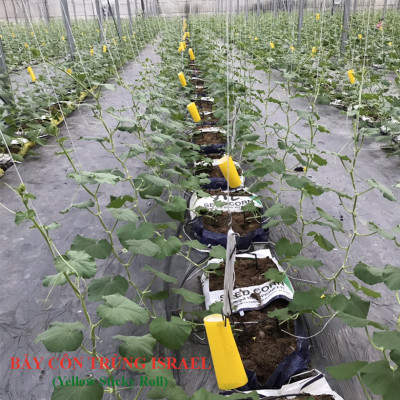 Bộ 5 mét Keo bẫy ruồi đục trái, bẫy bọ trĩ, bọ phấn, sâu vẽ bùa và bẫy các côn trùng khác của Israel với thời gian trên 6 tháng 