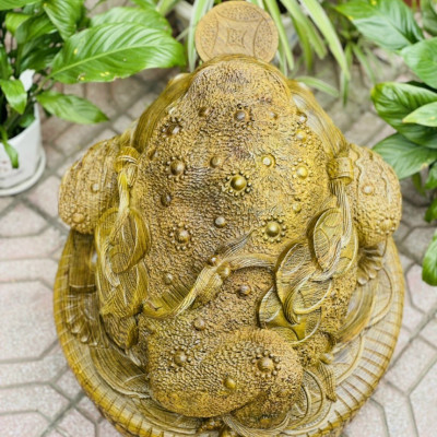  Tượng Cóc ,thiềm thừ ngậm tiền vàng ,phong thủy hút tài lộc  bằng gỗ mun đuôi công kt cao 40×46×48cm