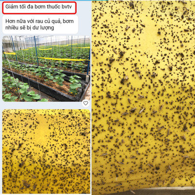 BẪY MÀU CÔN TRÙNG SINH HỌC GADOT ISRAEL CHO RAU SẠCH, RAU THỦY CANH, RAU KHÍ CANH VÀ NÔNG NGHIỆP SẠCH (SET 20 Mét DÀI). Kích thước ngang 0.18M x Dài 20M trải nghiệm