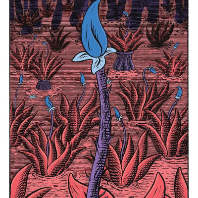 Sách - The Wilderness Collection by Claire Scully (UK edition, Hardcover Paper over boards)