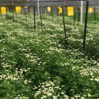 Set 30 mét Bẫy côn trùng ISRAEL (Sticky Yellow Roll) sử dụng hoa Cúc với diện tích 1.000m2 để bẫy ruồi đục lá, rệp, bọ trĩ, bọ phấn, sâu tơ, bọ nhảy, sâu xanh, rầy xanh, bướm trắng và cả ốc sên 