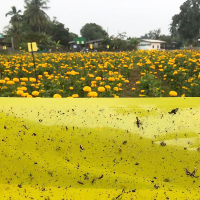 Bẫy Ruồi Bằng Keo Dính Vàng Sinh Học Israel Cuộn 10 Mét Trải Nghiệm. Hiệu Sticky Yellow Roll là Keo Dính Vàng 2 Mặt Israel (RỘNG 18CM X DÀI 10M) Nhập Khẩu Israel Sử DụngTrong Ngành Nông Nghiệp Sạch dùng Bẫy Ruồi Giấm, Ruồi Vàng, Ruồi Cái và cả các loại côn trùng khác