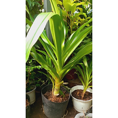 cây náng hoa trắng - đại tướng quân hoa trắng - đk thân 6-8cm