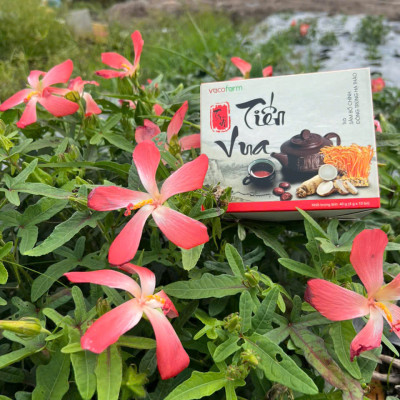 Trà sâm bố chính đông trùng hạ thảo Tiến Vua VacoFarm (10 túi/ hộp) - Bồi bổ và thanh lọc cơ thể