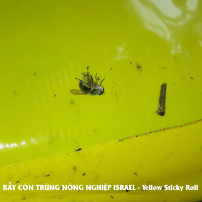 Bẫy Ruồi Bằng Keo Dính Vàng Sinh Học Israel Cuộn 10 Mét Trải Nghiệm. Hiệu Sticky Yellow Roll là Keo Dính Vàng 2 Mặt Israel (RỘNG 18CM X DÀI 10M) Nhập Khẩu Israel Sử DụngTrong Ngành Nông Nghiệp Sạch dùng Bẫy Ruồi Giấm, Ruồi Vàng, Ruồi Cái và cả các loại côn trùng khác