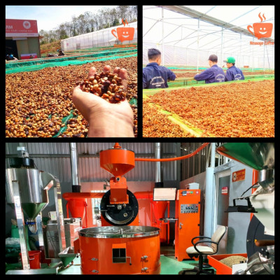 Cà Phê Arabica Cầu Đất Nguyên Chất Rang Mộc Đặc Biệt, Hậu Vị Ngọt Đậm Hương Trái Cây, Hạt Pha Máy Xay Pha Phin Ngon Từ Nông Trại Message Coffee  
